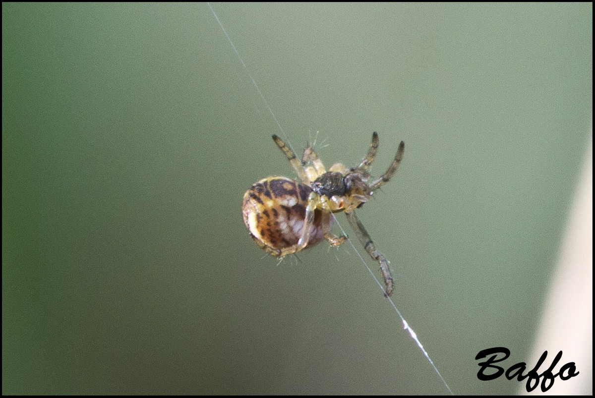 Mangora acalypha - Basovizza (TS)